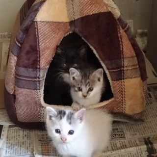 生後約4週①シマ猫(サバシロ)♀