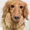 Mダックス 4歳前後 ♀仮名☆秋咲（あさ）