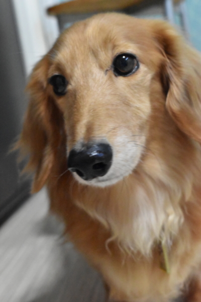 Mダックス ゴールド 仮 東京都 犬の里親募集 ペットのおうち 月間利用者150万人