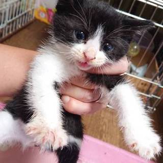 生後1ヶ月程度 白黒ハチワレの女の子