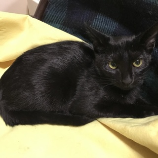 ご近所野良ちゃんが産んだ真っ黒猫さんです。