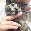 甘えたさんのサビちゃん