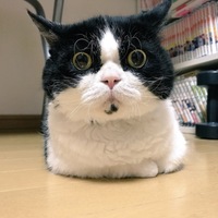 セサミ