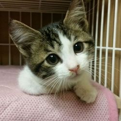 １１月２４日(土)　地域猫から社会猫へ　FIPフリー　四谷猫廼舎　里親会（ボランティア募集中） サムネイル2