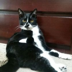 １１月２４日(土)　地域猫から社会猫へ　FIPフリー　四谷猫廼舎　里親会（ボランティア募集中） サムネイル3