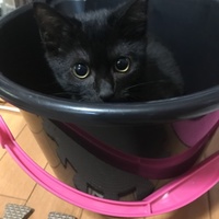 武田  シュシュ