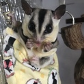 フクロモモンガ♀ホワイトフェイス里親さん募集