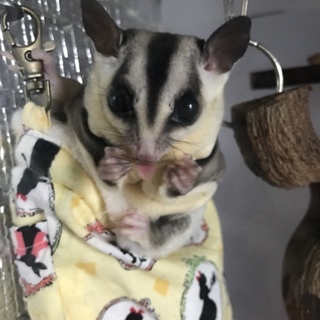 フクロモモンガ♀ホワイトフェイス里親さん募集