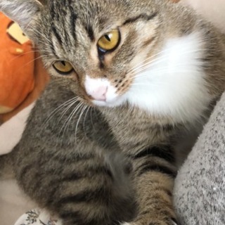 キジトラ/女の子/1歳半/人懐っこい子です！