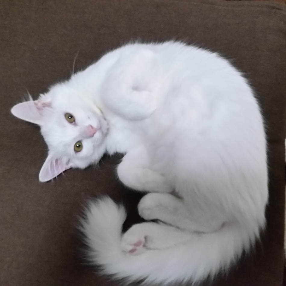 すみおのカバー写真