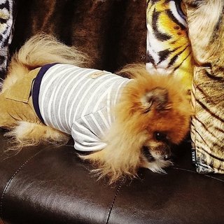 可愛がってくださるかたに。