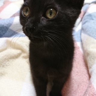 子猫保護しています。ジジちゃん