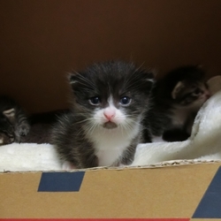 ちびまんちちゃん