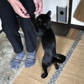 生後半年だけど性格はバツグン☆優しいニャン兄妹です