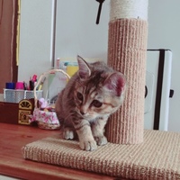 こむぎ