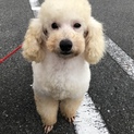 もこもこヴィトンちゃん