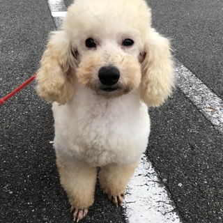 もこもこヴィトンちゃん