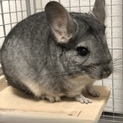 生後8ヶ月のチンチラを可愛がってあげてください。