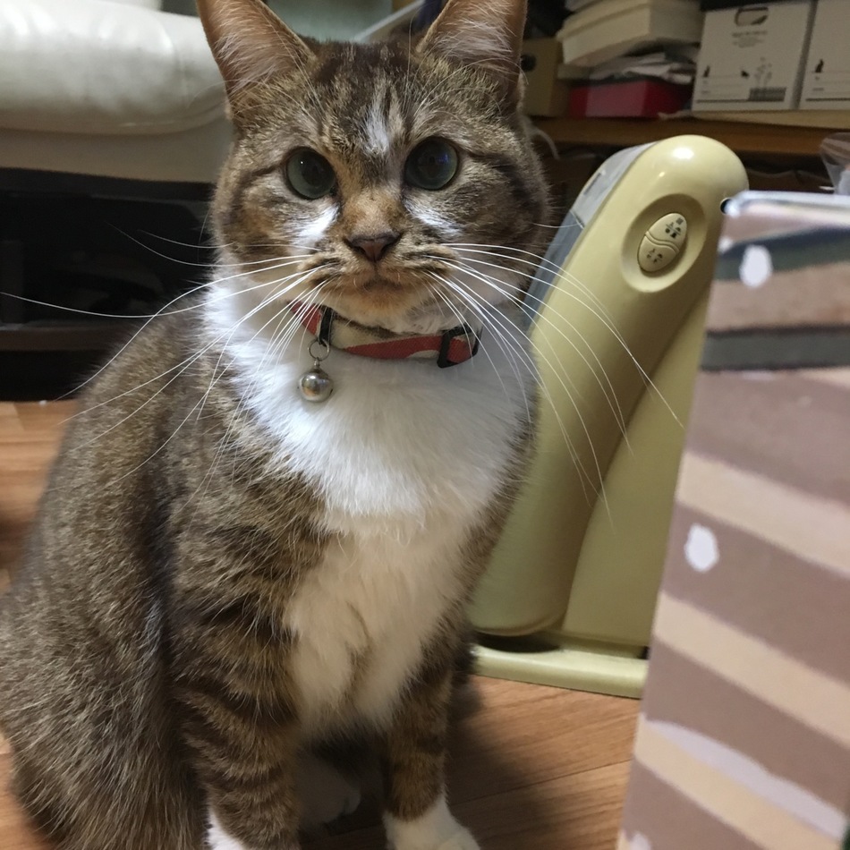 ダイナのカバー写真