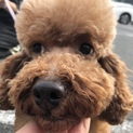 おっとりマイペースなアポロちゃん