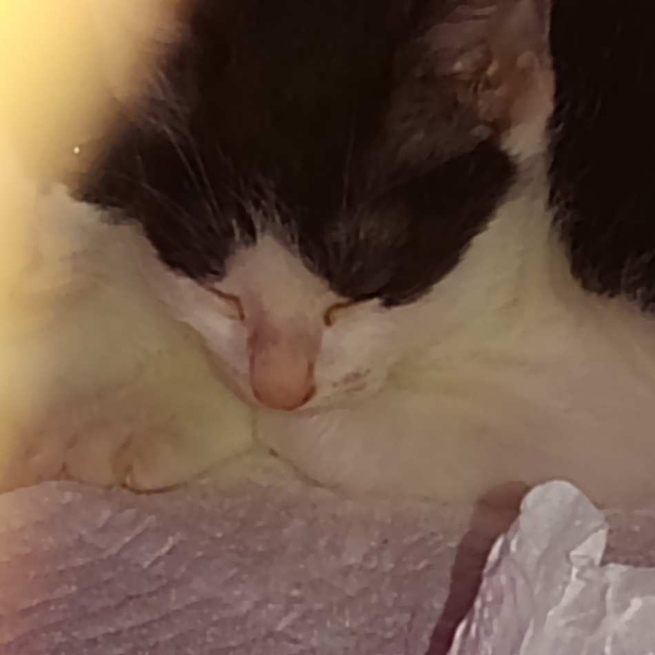 翔、輝君のカバー写真