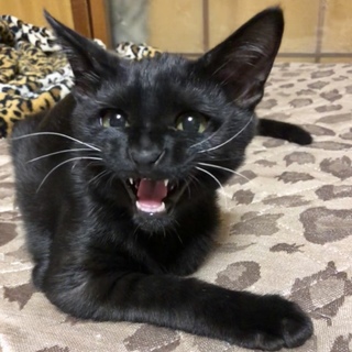 諭吉くん→ゆきちゃん♂