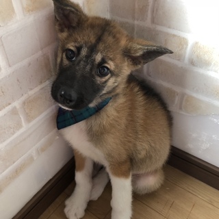 里親決定しました。
