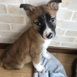 里親決定しました。