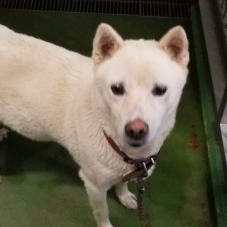 処分間近 元気な白い子 