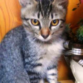 元気いっぱい甘えっ子のキジ君！（5ヶ月）