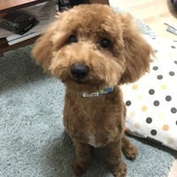 ルーク