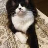 の写真
