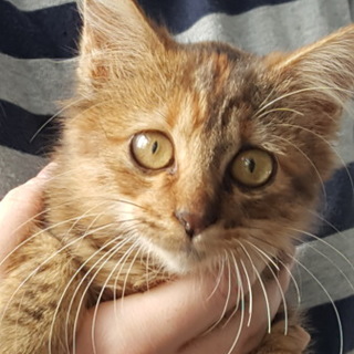 ふわふわした毛の1～2ヶ月のサビの女の子