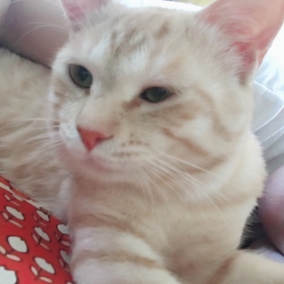 よろしくお願いします