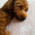 11か月　トイプードル