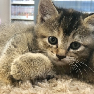 ふわふわ♡可愛いです。