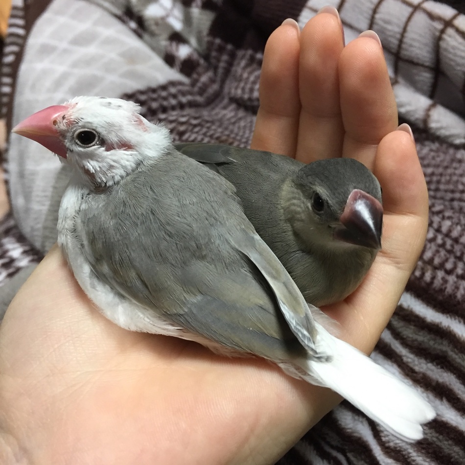 淡雪のカバー写真