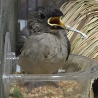 モナカ
