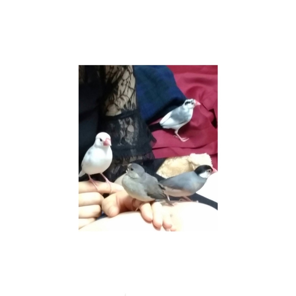 モナカのカバー写真