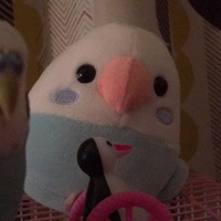ぶる