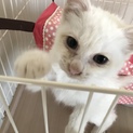 白猫ちび君【交渉中】