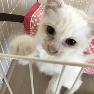 白猫ちび君【交渉中】