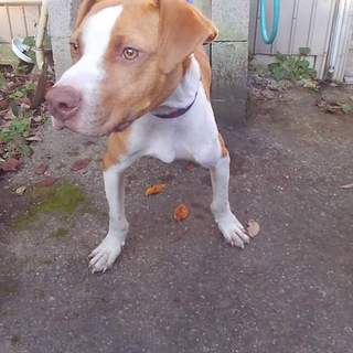 代理募集- 茨城県25kgのMIX