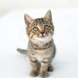 甘えん坊のことらちゃん家族募集中♪