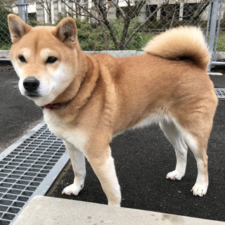 【島根県より】柴犬メスの飼い主さん募集