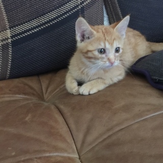 茶トラ 子猫 甘えん坊 オス只今トライアル中です。