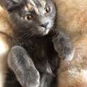 おじいちゃんはアメショーです