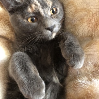 おじいちゃんはアメショーです