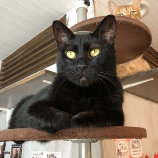 【炭治郎くん】なでなで大好きな黒猫の男の子