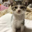  2ヶ月のオスのさばトラの子猫